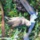 <h1 style="font-size: 12px">Caccia alla Beccaccia: La Regina del Bosco e il fucile...</h1>