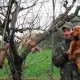 <h1 style="font-size: 12px">Caccia e Emozioni forti che una stupenda unione tra cacciatore e cane possono riuscire a regalare un ottimo carniere..</h1>