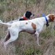 <h1 style="font-size: 12px">Cani da Caccia: Bella Accoppiata tra due cani da caccia in ferma su beccaccia</h1>