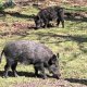 <h1 style="font-size: 12px">Caccia al Cinghiale: Ecco due splendidi cinghiali in pastura..</h1>
