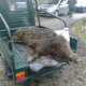 <h1 style="font-size: 12px"><font color="#333333"><em>Cinghiale: Te Magno..</em></font></h1>