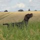 <h1 style="font-size: 12px">Cani da Caccia: Drahthaar a lavoro durante una giornata di caccia.</h1>