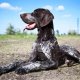 <h1 style="font-size: 12px">Cani da Caccia: Drahthaar a lavoro durante una giornata di caccia.</h1>