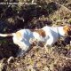 <h1 style="font-size: 12px">Cani da Caccia: Pointer in ferma durante una battuta di caccia.</h1>