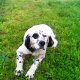<h1 style="font-size: 12px">Setter in Ferma: Espressiva ferma del setter "Faggio" in ferma su quaglie primaverili vere.</h1>