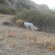 <h1 style="font-size: 12px">Setter da caccia di nome "Pluto" in ferma su pernice sarda. Foto di Giovanni P.</h1>