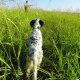 <h1 style="font-size: 12px">Cani da Caccia: Ottima ferma di un bel setter binco e nero.</h1>