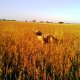<h1 style="font-size: 12px">Cani da Caccia:  "Jack", setter di due anni in tipica ferma su quaglie settembrine "vere".</h1>