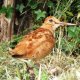 Scolopax Rusticola