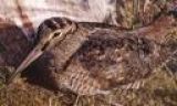 CACCIA : SELVAGGINA MIGRATORIA