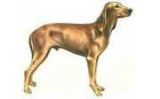 CANI DA CACCIA: I NOSTRI AUSILIARI
