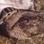 CACCIA : SELVAGGINA MIGRATORIA
