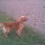 davide