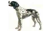 cane da caccia pointer cane da caciia da ferma - il pointer ottimo csne da ferma inglese