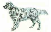 setter inglese cane da caccia Il setter ingrele cane e' un cane da caccia da ferma inglese