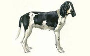 cane da seguita ariegeois