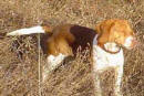 Beagles