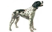 cani da caccia da ferma cani da ferma inglesi, cani da caccia alla beccacia e alla lepre