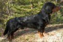 dachsbrache da seguita