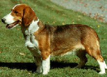 dachsbrake da caccia