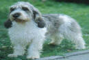 cane griffone pelo duro da caccia