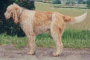 griffone pelo duro
