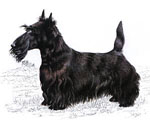scottish terrier I cani da tana si usano in genere per inseguire i predatori che vivono nei cunicoli sotterranei; questi cani devono essere muniti di grande passione, di agilità e di una possente dentatura