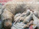 Cuccioli di Spinoni