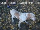 cedo bracca italiaa