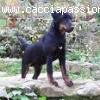 Jagd Terrier vendo