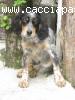 Regalo setter tricolore
