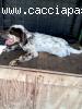 Setter Inglese
