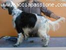 Cacciatoreaddestratore di setter inglesi e..