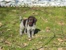 Cuccioli Drahthaar