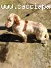 Setter Inglese
