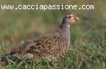 Quaglia caccia in Romania