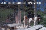 Vendo cani da cinghiale