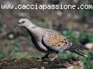 CACCIA ALLE TORTORE E QUAGLIE IN ROMANIA E SERBIA