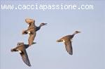 CACCIA AGLI ACQUATICI DAL 15 DI AGOSTO IN RUSSIA