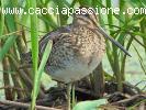 CACCIA ALLE BECCACCE, QUAGLIE, STARNE, TORTORE IN BULGARIA