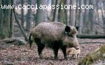 Caccia al Cinghiale in Toscana