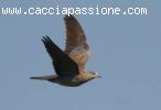 Caccia alle tortore africane in Romania