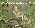 Caccia alle allodole in Romania