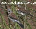 Caccia alle cesene in Romania