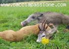 Caccia Polonia - Ungheria