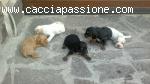 Cocker Spaniel