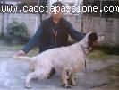 Cacciatoreaddestratore di setter inglesi e..