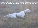 Cacciatoreaddestratore di setter inglesi e..