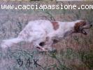 Setter inglese,pointer,breton,bracchi tedeschi