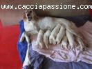 Setter Inglesi bianco-arancio